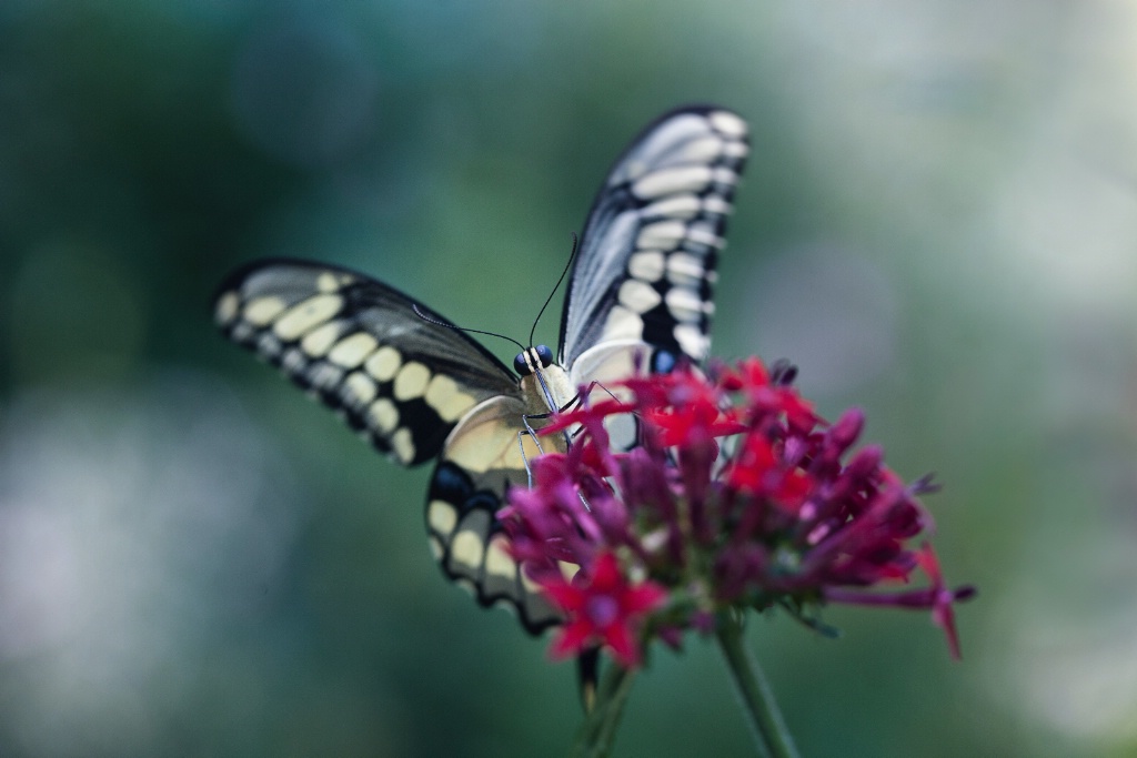 Butterfly Alit