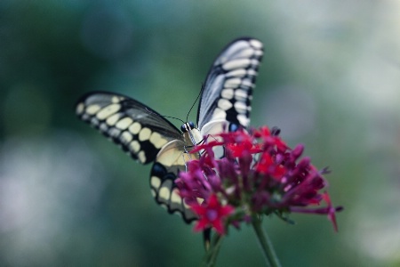 Butterfly Alit