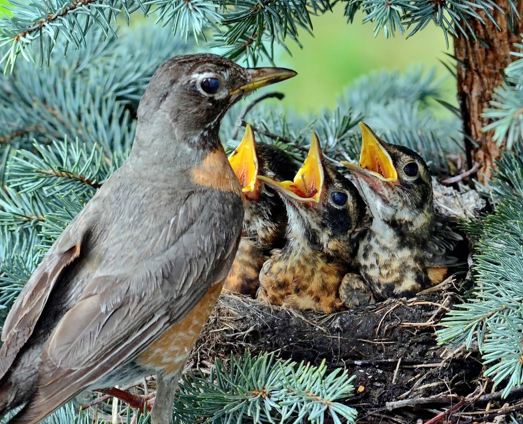 The Hungry Mouths