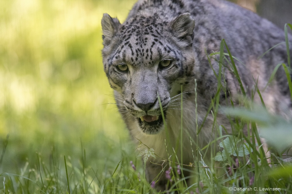 Leopard in the Grass - ID: 15176154 © Deborah C. Lewinson
