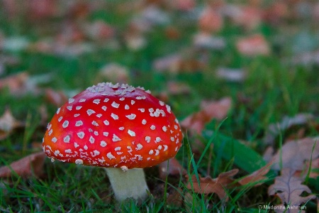 Funky-Fungi
