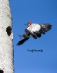 Pileated Woodpeck...