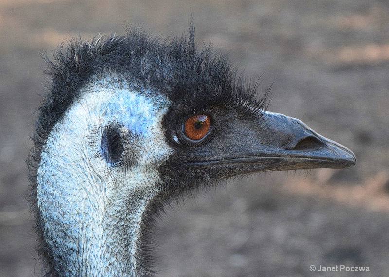 Emu Portrait