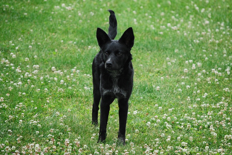 Black Beauty