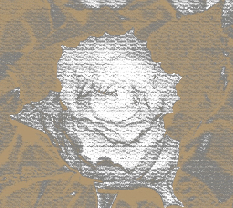 Rose 3 