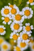 Crazy Daisy
