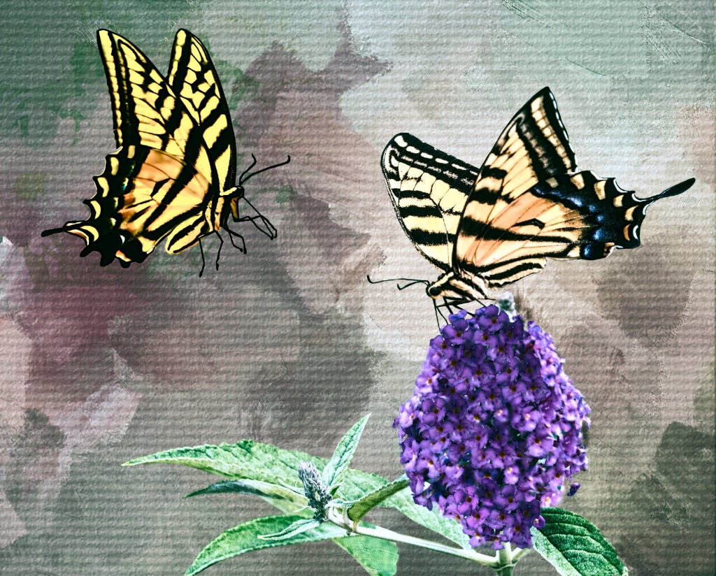 Two Butterflies Are Better Than One