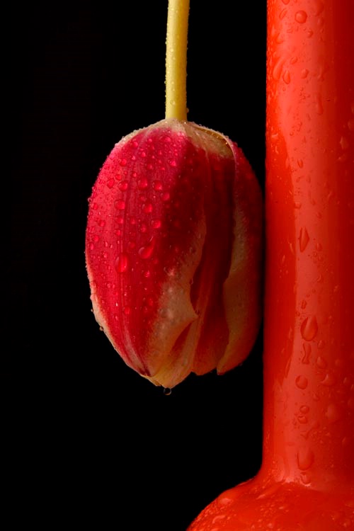 Red tulip