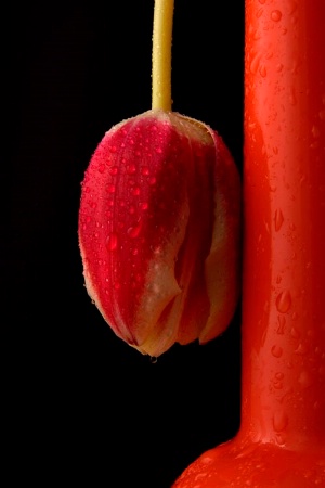 Red tulip