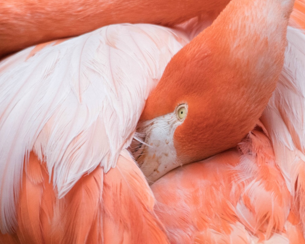 Flamingo Nap Time