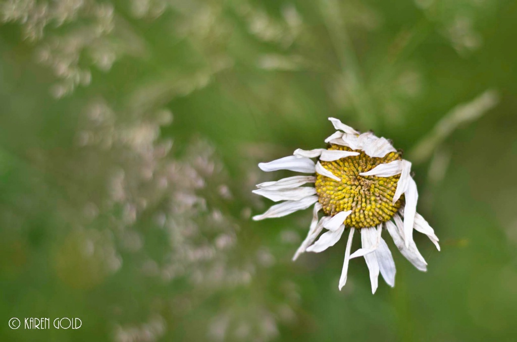 After Bloom - ID: 15177176 © Karen E. Gold