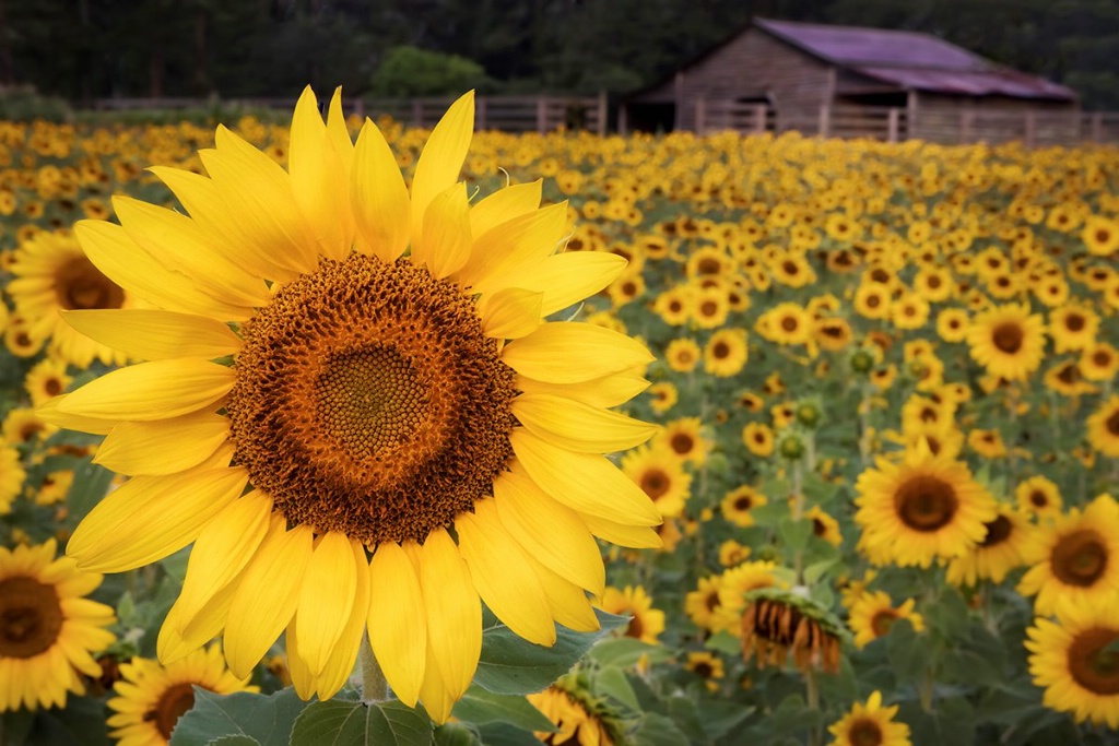 Beautiful Morning at the Sunshine Farm