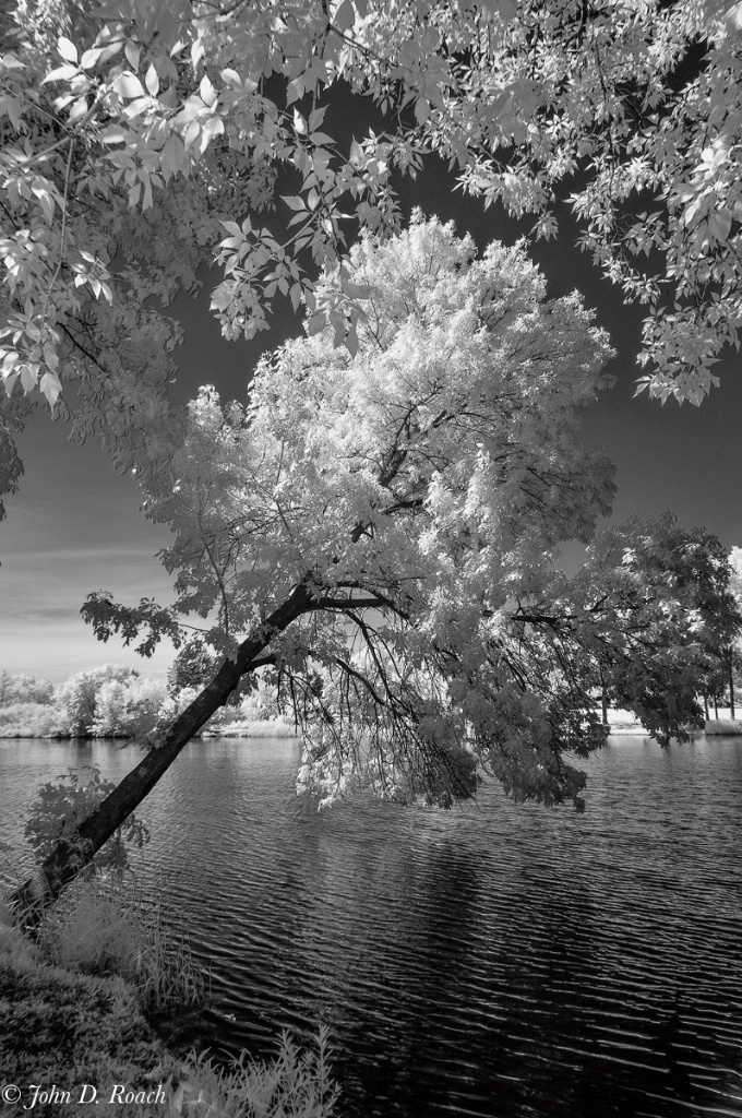 Tilted Tree at the Lagoon-4