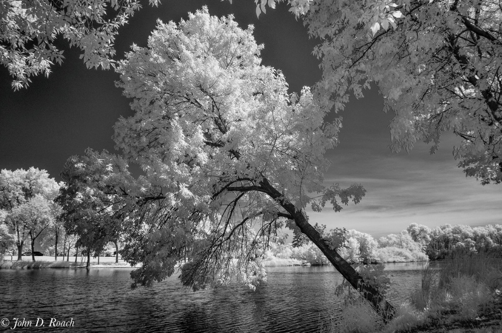 Tilted Tree at the Lagoon-2