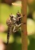 Robber Fly vs Gre...
