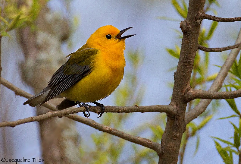 Prothonotary Warbler - ID: 15177360 © Jacqueline A. Tilles