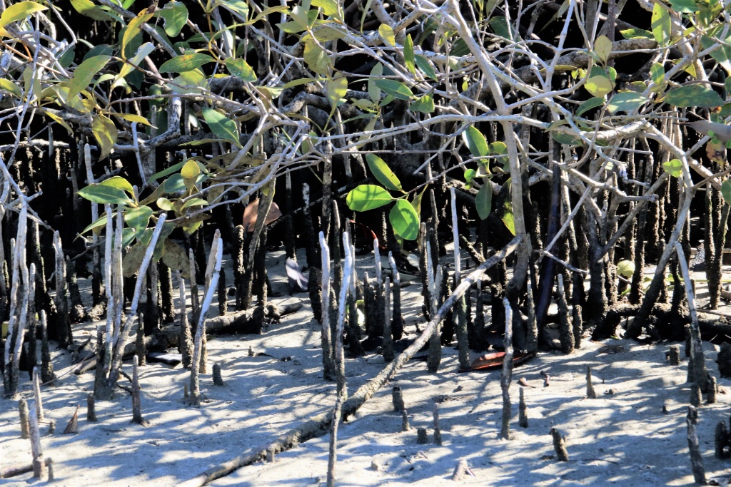 Mini mangrove forest