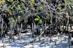 Mini mangrove for...