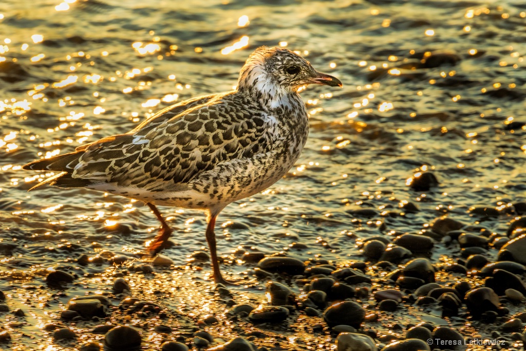Sunset bird