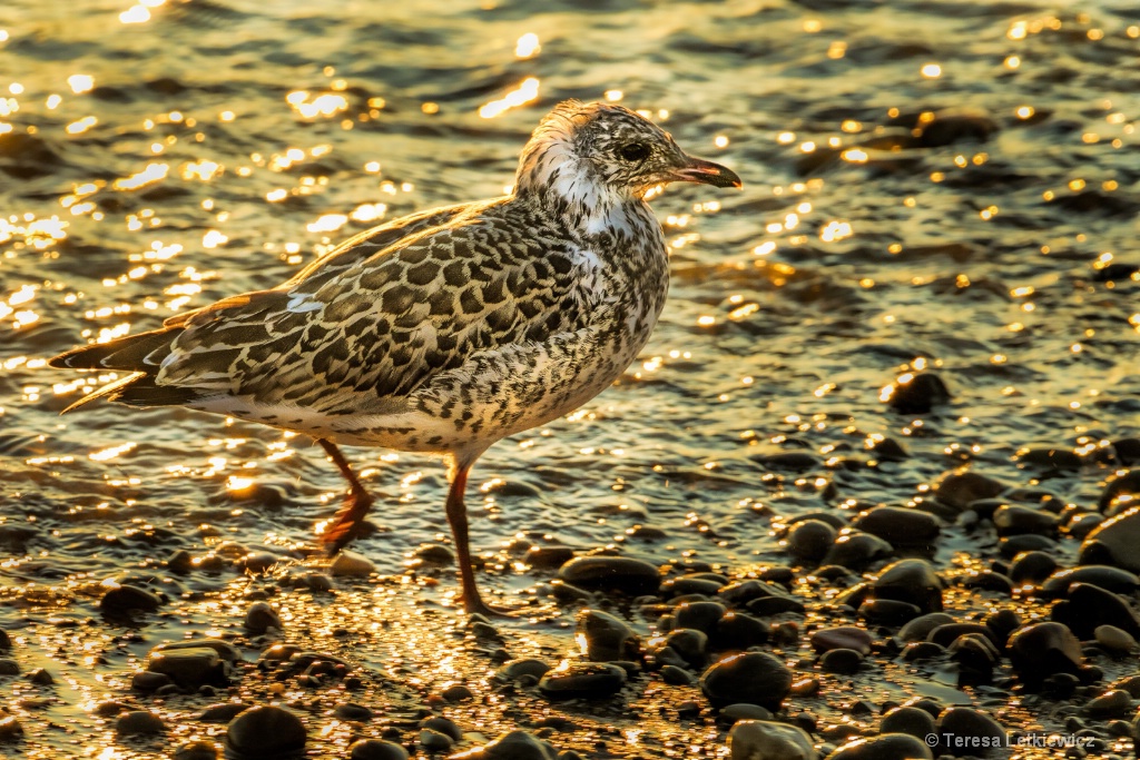 Sunset bird