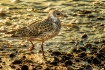 Sunset bird