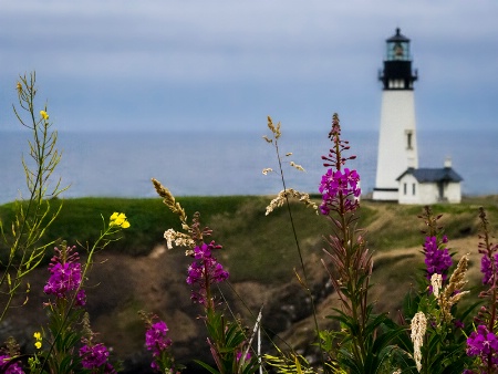 Summer Color at Yaquina Head Lighthouse
