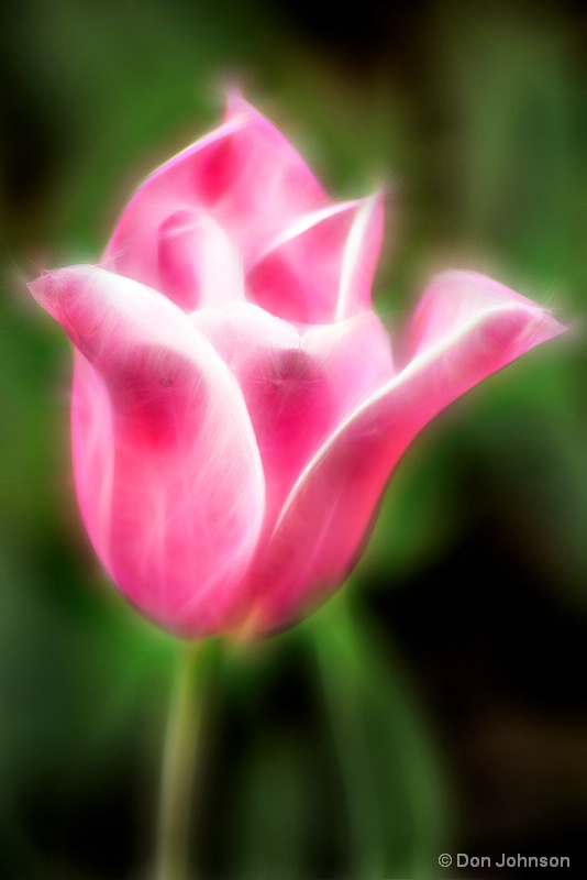 Artistic Pink Tulip 4-23-16 346