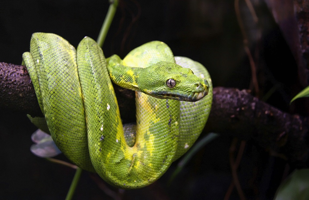 Green snake