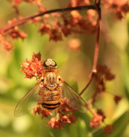 Fly in a Bee Costume