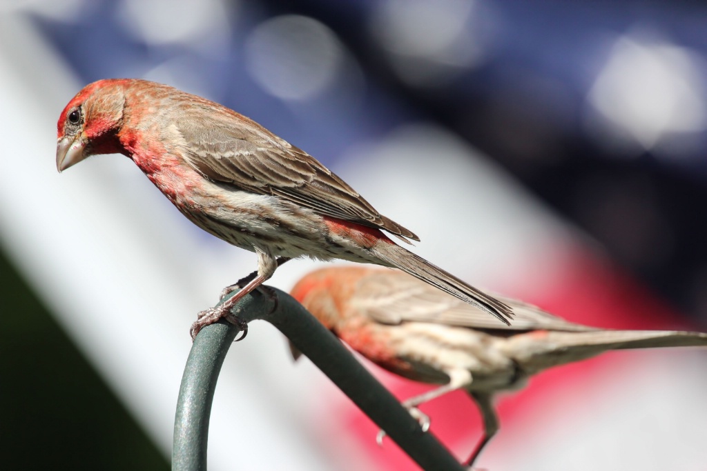 Feathers on the Fourth