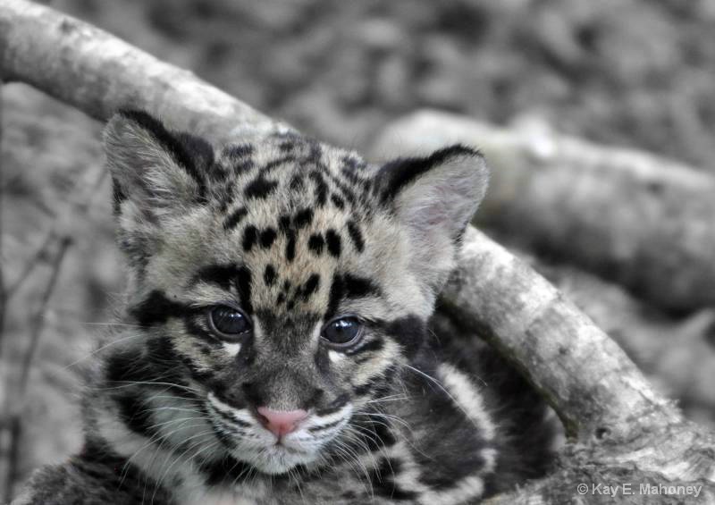 Clouded Leopard Cub