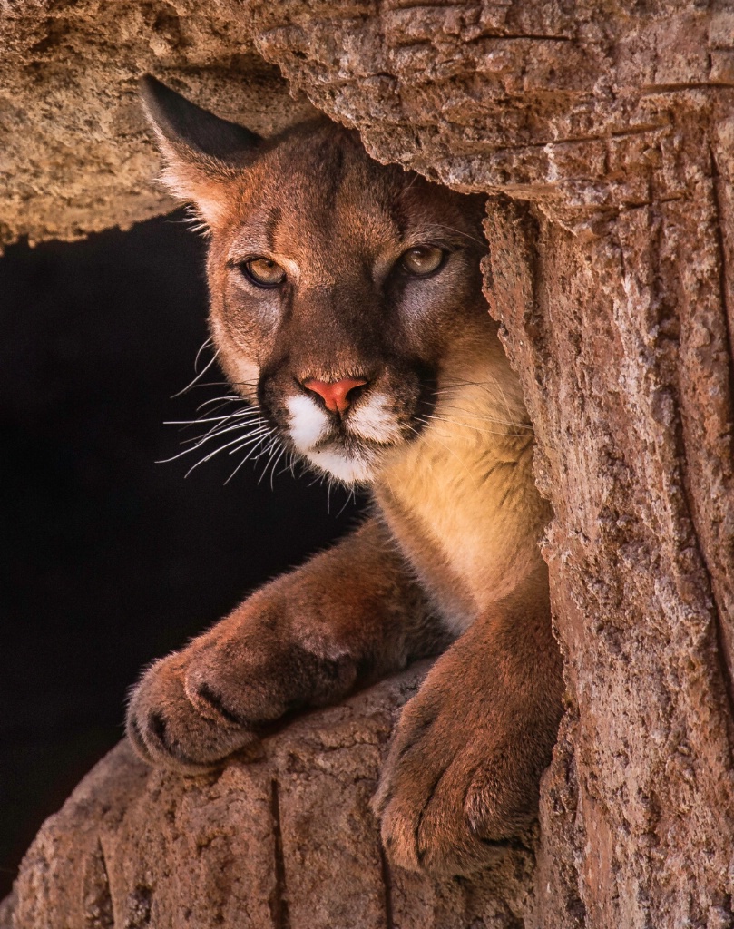 Mountain Lion - ID: 15178275 © John A. Roquet