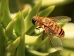 Fly in a Bee Cost...