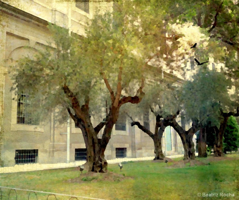 Olive Trees