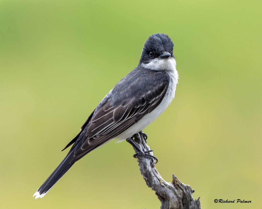 Kingbird 9777