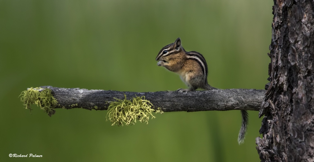 Out on a limb