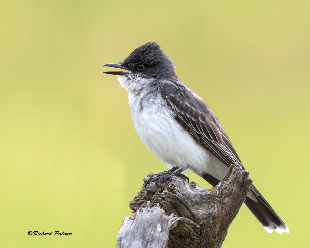 Kingbird 9735