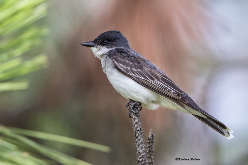 Kingbird 9445