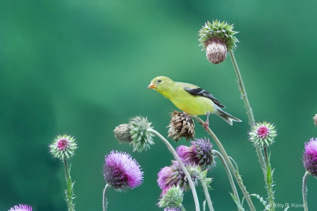 The Goldfinch on Thistle