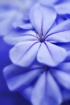 Plumbago