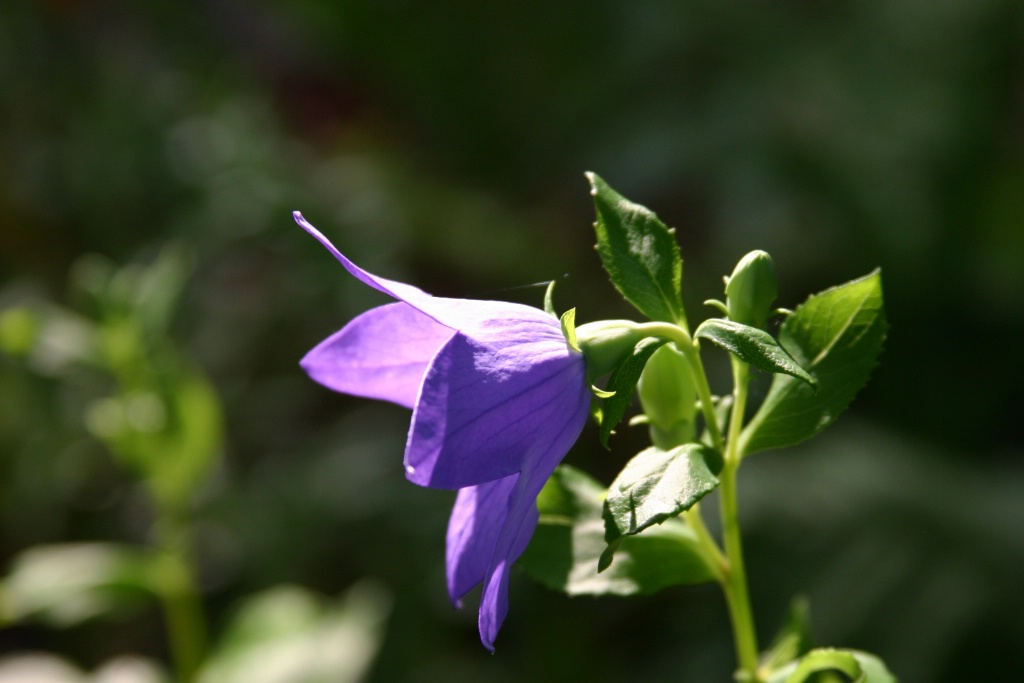 Balloon Flower