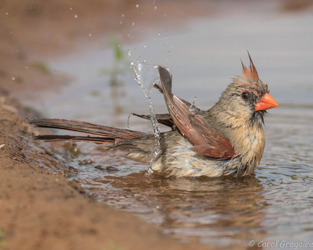 Female Cardinal Bath time