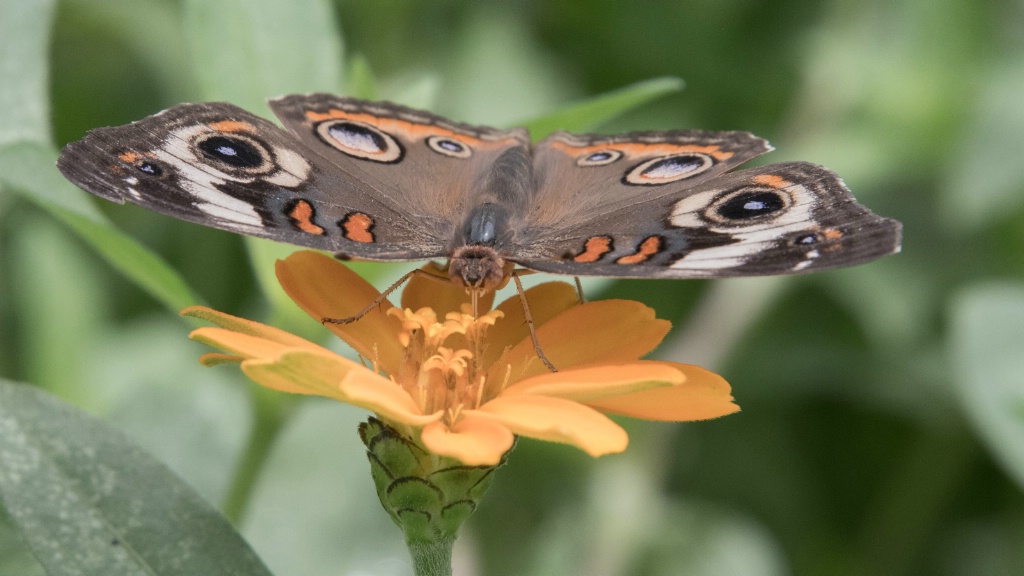 Butterfly on Yellow Flower - ID: 15179674 © Carol Gregoire