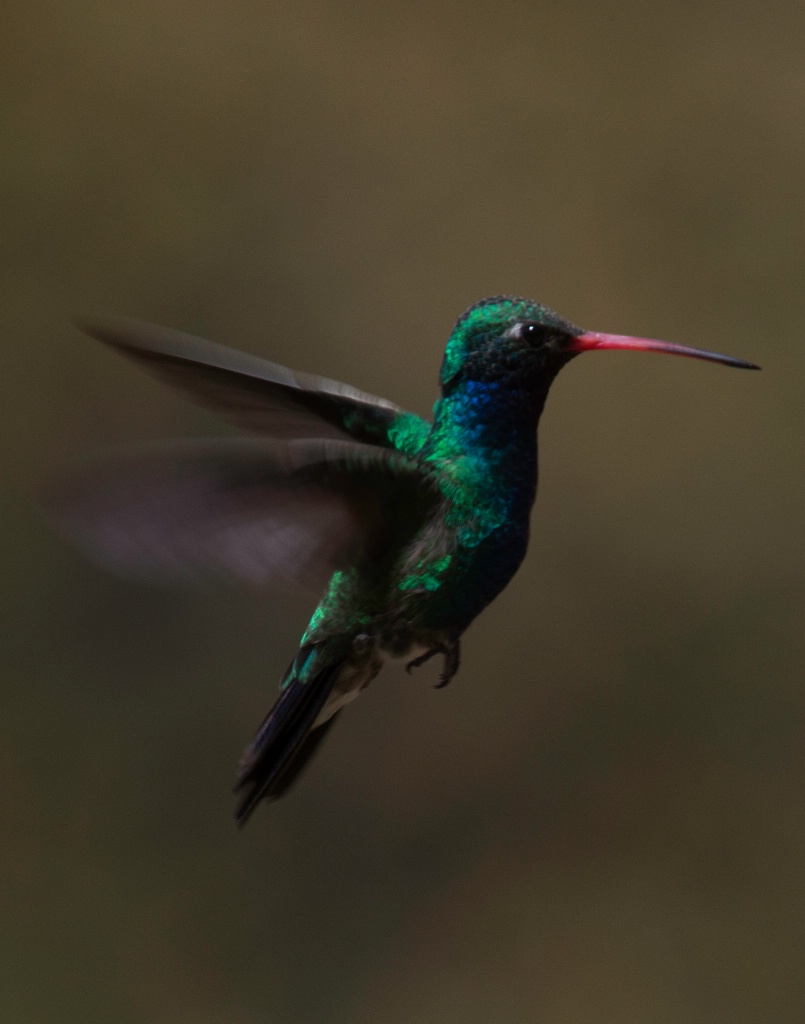  MG 0918 Broad Billed Hummingbird - ID: 15179728 © John A. Roquet