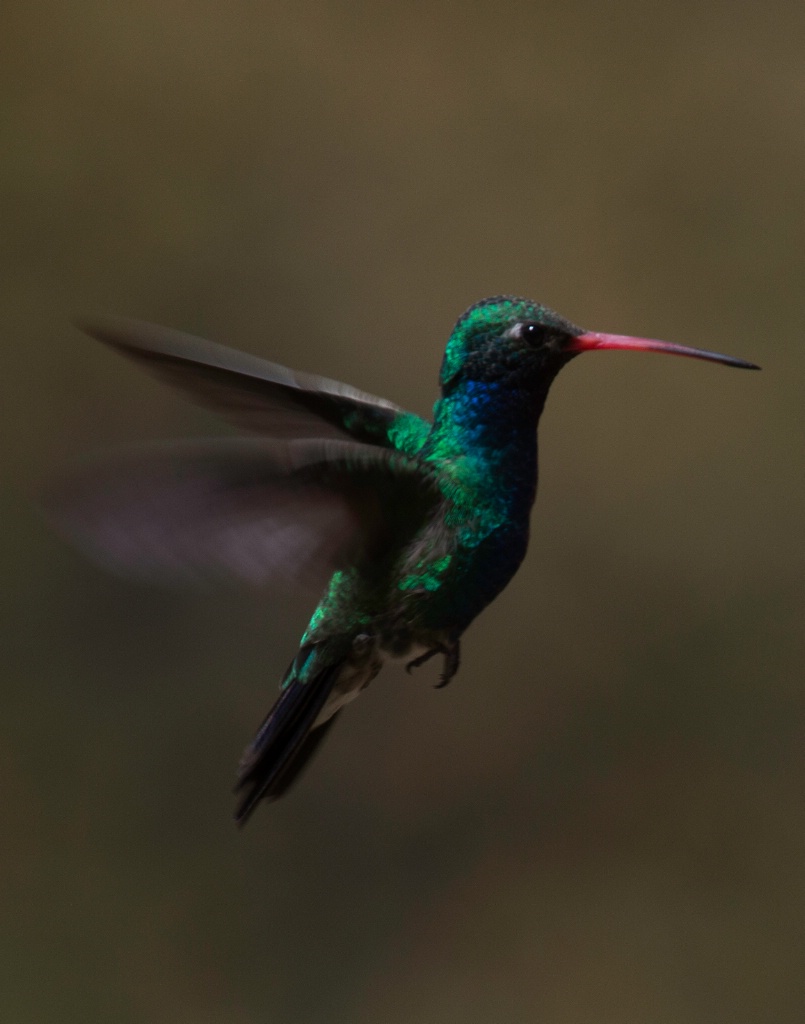  MG 0918 Broad Billed Hummingbird