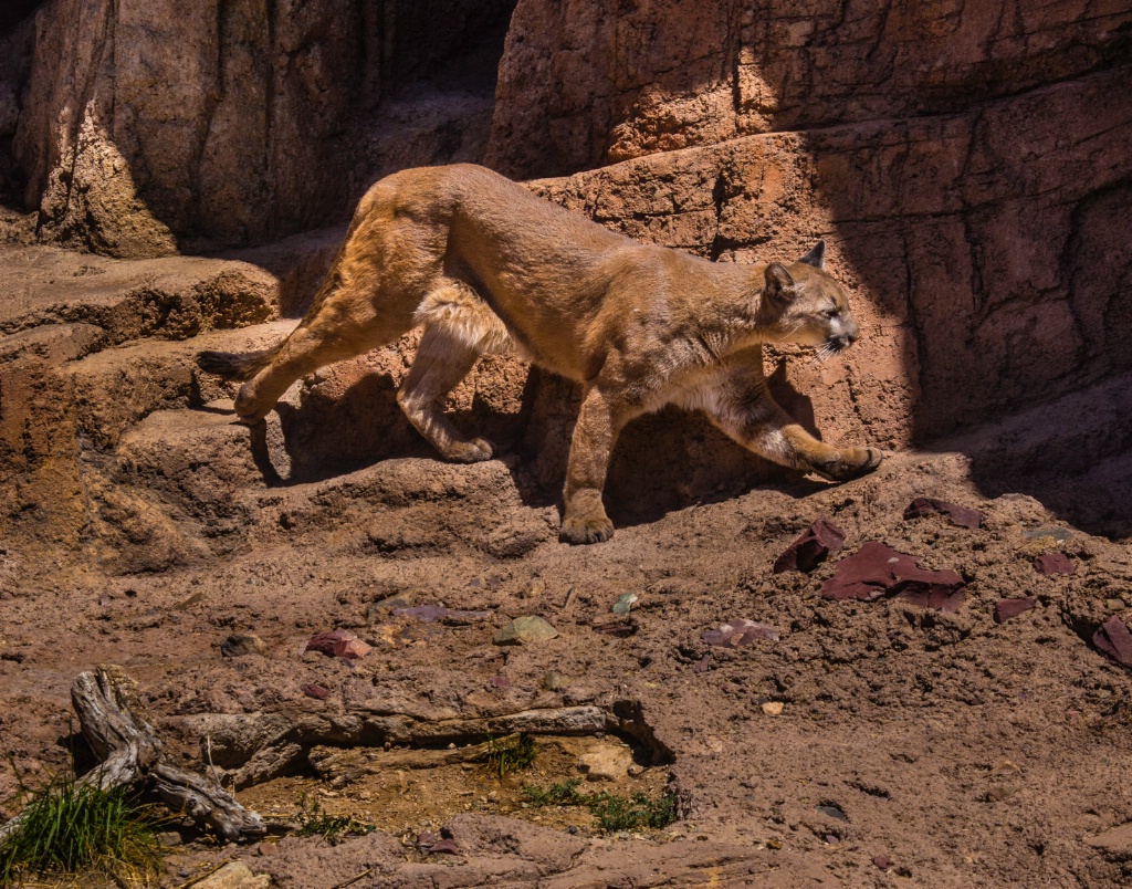  MG 115 Mountain Lion ADM - ID: 15179731 © John A. Roquet