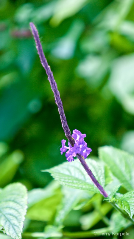 Flower from a Butterfly Garden. - ID: 15179948 © Terry Korpela