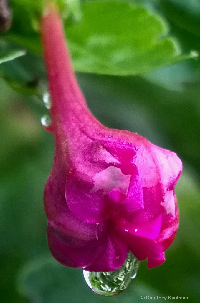 Flower Bud After the Rain