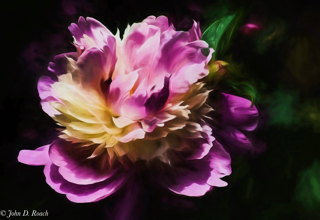 Peony-34