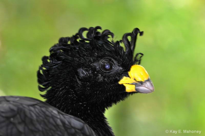 Kenya Crested Guinea Fowl